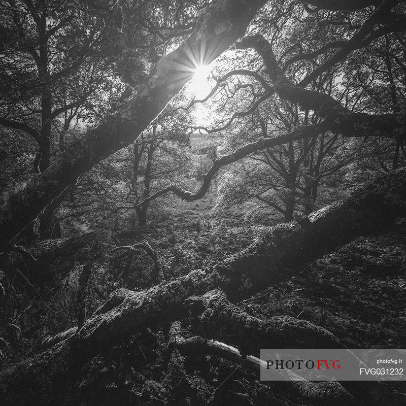 Highlands forest in Glencoe, Scotland, UK