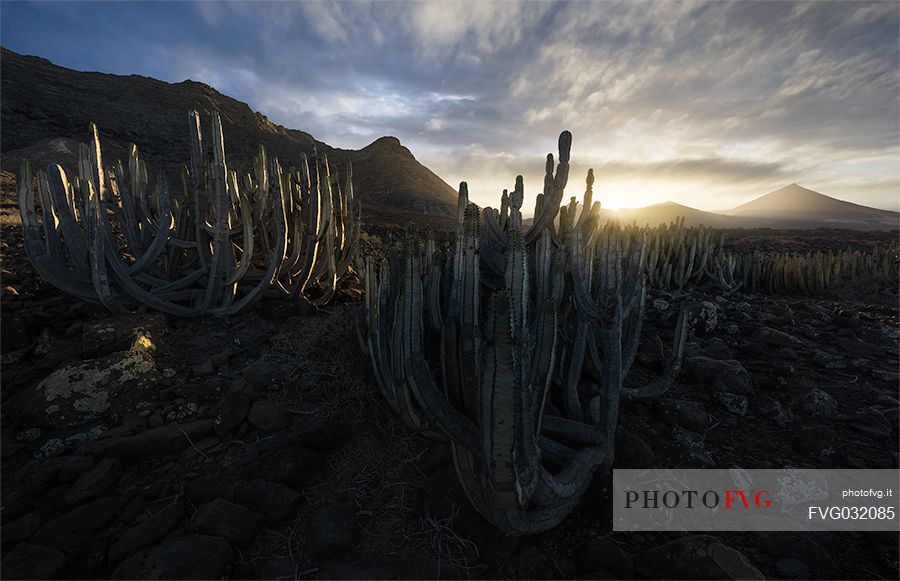 Fuerteventura landscape, sunset in Jandia, Fuerteventura, Las Palmas, Canary Islands, Spain, Europe