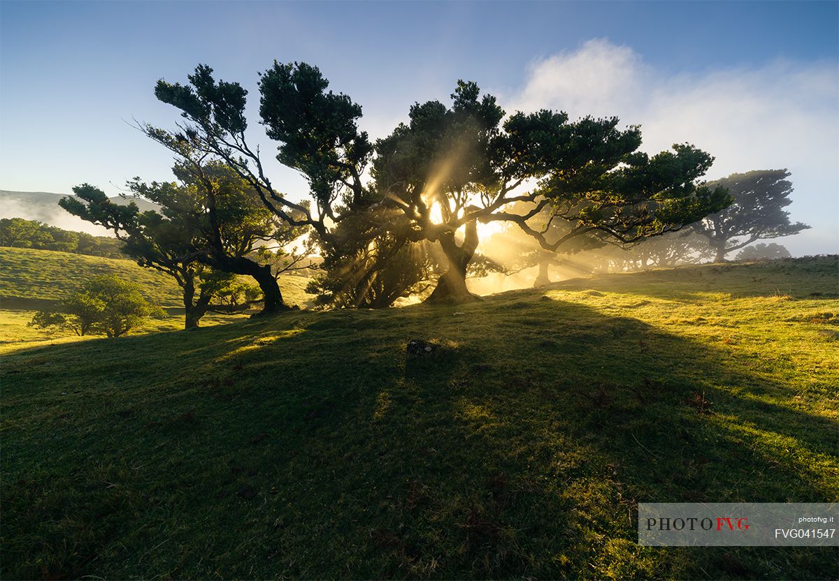 Sunset on Laurisilva forest, Madeira, Portugal, Europe