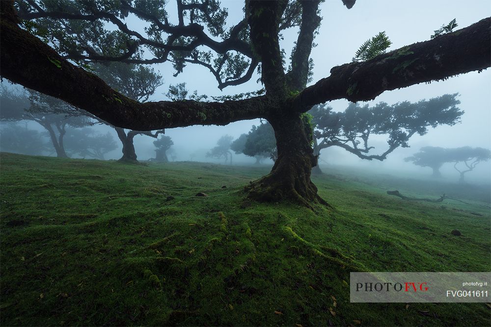 Laurisilva forest in the fog, Madeira, Portugal, Europe