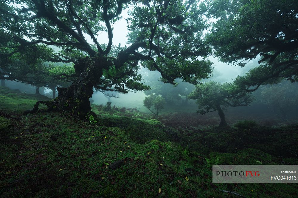 Laurisilva forest in the fog, Madeira, Portugal, Europe