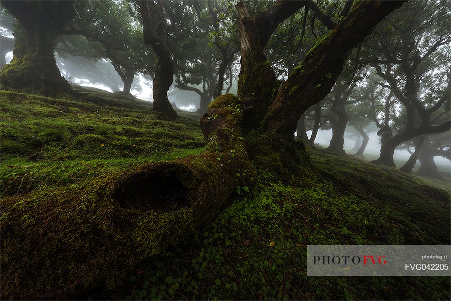 The Laurisilva forest of Fanal, Madeira, Portugal, Europe