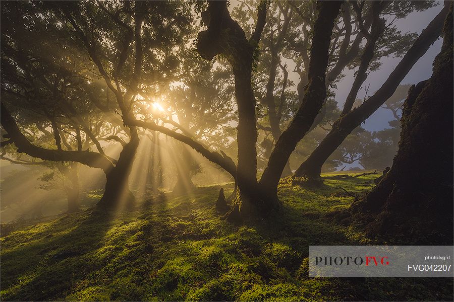 Sunrise on Laurisilva forest, Fanal, Madeira, Portugal, Europe