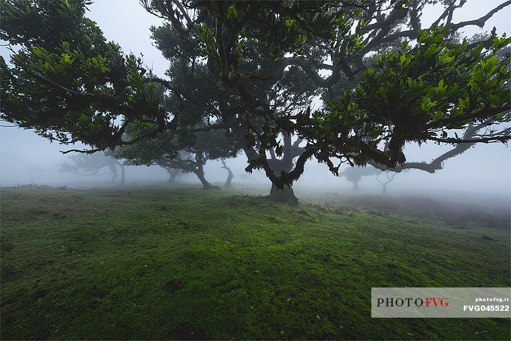 Laurisilva forest in the fog, Madeira, Portugal, Europe