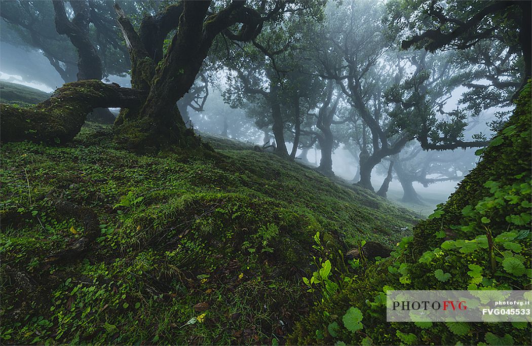 Laurisilva forest in the fog, Madeira, Portugal, Europe