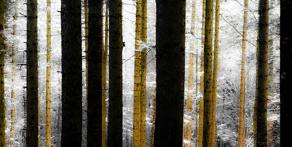 winter view of italian forest at sunrise