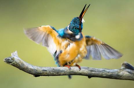 macro of kingfisher