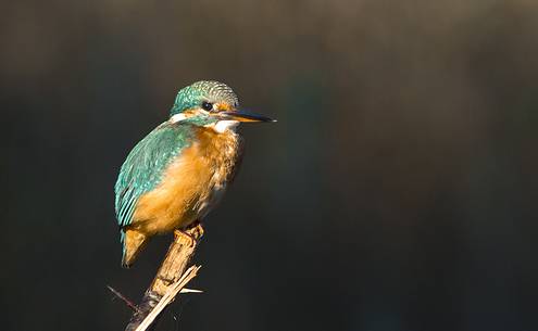 macro of kingfisher