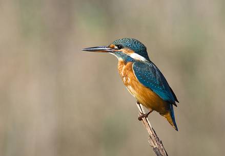 macro of kingfisher