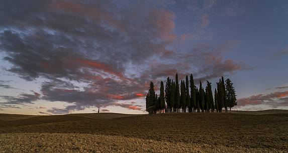 sunset over cypres in toscana