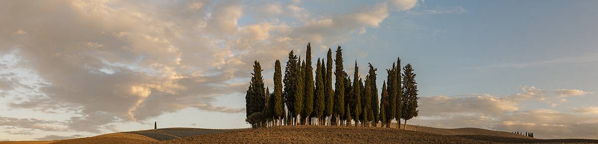 sunset over cypres in toscana