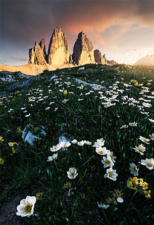 Alpine flowers, mountain avens, and Tre Cime di Lavaredo, Drei Zinnen, Dolomites, Italy
