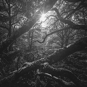 Highlands forest in Glencoe, Scotland, UK