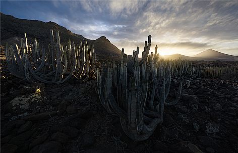 Fuerteventura landscape, sunset in Jandia, Fuerteventura, Las Palmas, Canary Islands, Spain, Europe