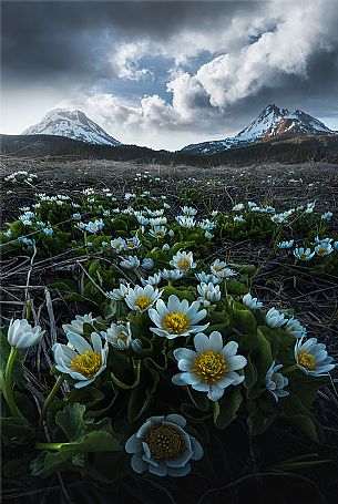 Wild flowers at Three Sisters Wilderness, Oregon, USA