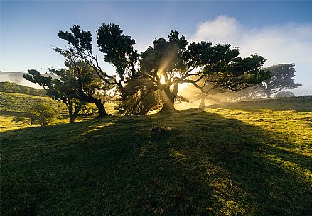 Sunset on Laurisilva forest, Madeira, Portugal, Europe