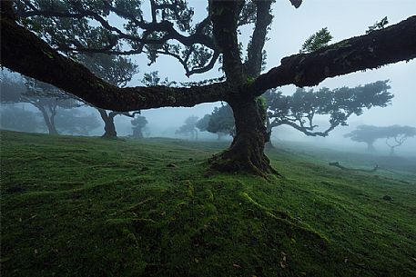 Laurisilva forest in the fog, Madeira, Portugal, Europe