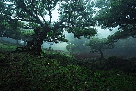 Laurisilva forest in the fog, Madeira, Portugal, Europe