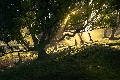 Sunrise on Laurisilva forest, Madeira, Portugal, Europe