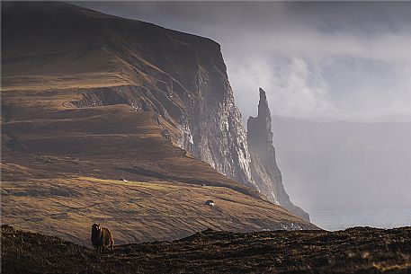 Stack Trollkonufingur in Vagar island, Sandavagur, Faroe islands, Denmark, Europe Stack Trollkonufingur in Vagar island, Sandavagur, Faroe islands, Denmark, Europe