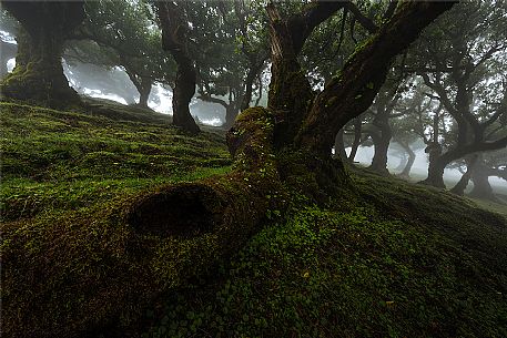 The Laurisilva forest of Fanal, Madeira, Portugal, Europe