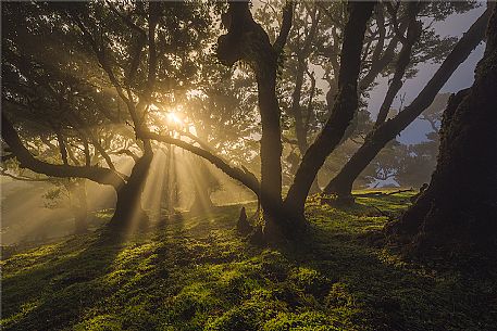 Sunrise on Laurisilva forest, Fanal, Madeira, Portugal, Europe Sunrise on Laurisilva forest, Fanal, Madeira, Portugal, Europe