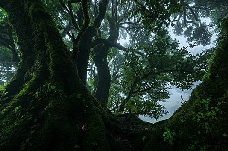 The Laurisilva forest of Fanal, Madeira, Portugal, Europe