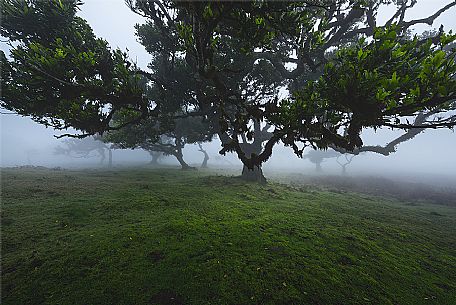 Laurisilva forest in the fog, Madeira, Portugal, Europe