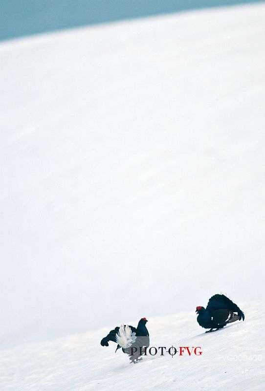 Black grouse (Tetrao tetrix) mating dance