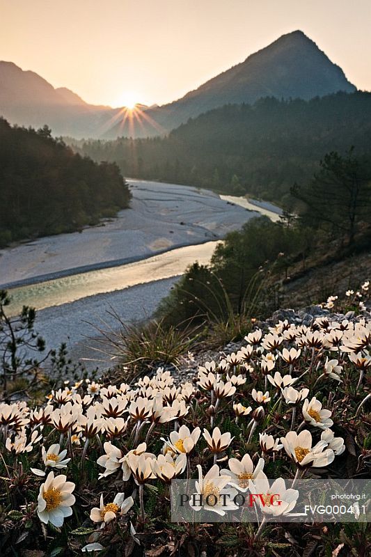 Meduna River in Val Tramontina with blossoming dryas octopetala wild flowers, Tramonti di Sopra