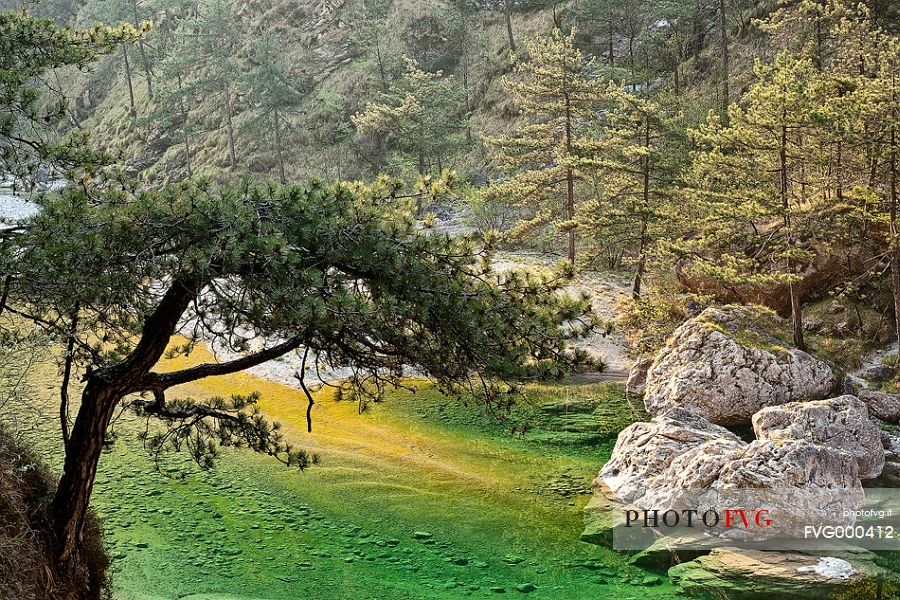 Meduna river and European black pines, Tramonti di Sopra