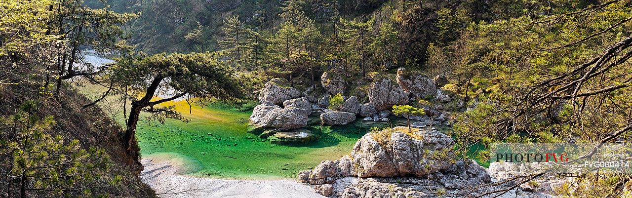 Meduna river and European black pines, Tramonti di Sopra