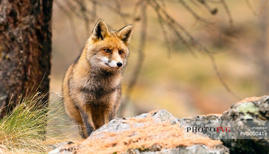 Curios fox in a Larch-Trees Forest