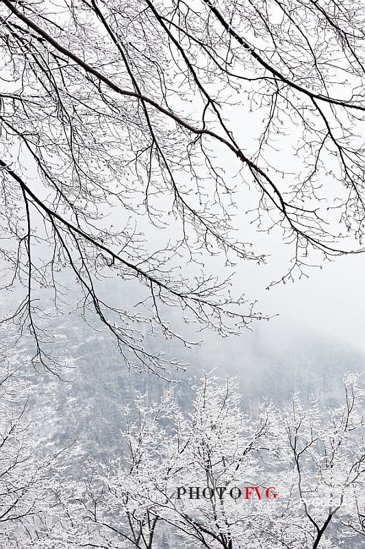 Winter tree branches in Val Colvera, Poffabbro