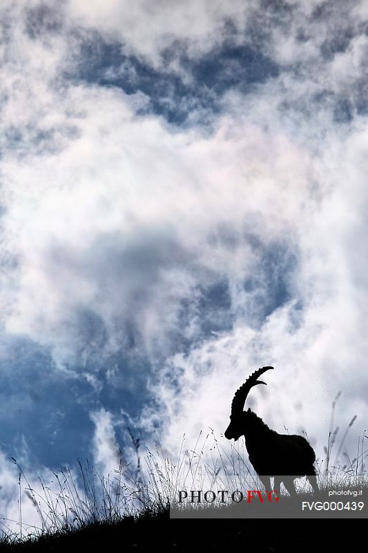 Adult male Alpine ibex in backlit among clouds