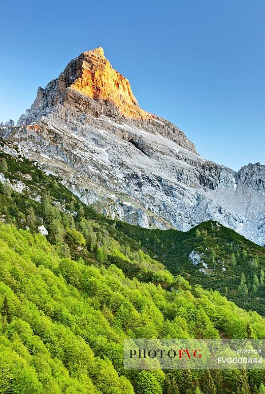 Mount Duranno at dawn, in foreground the spring-dressed beech forest