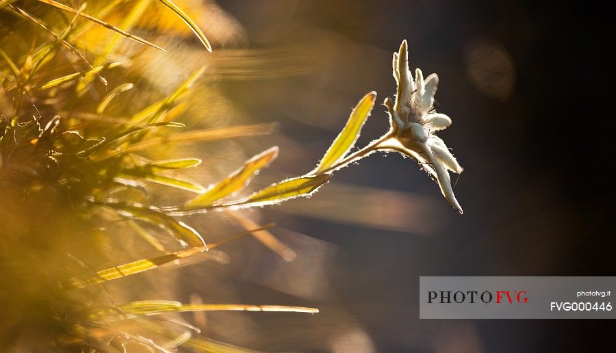 Backlit edelweiss (Leontopodium alpinum)