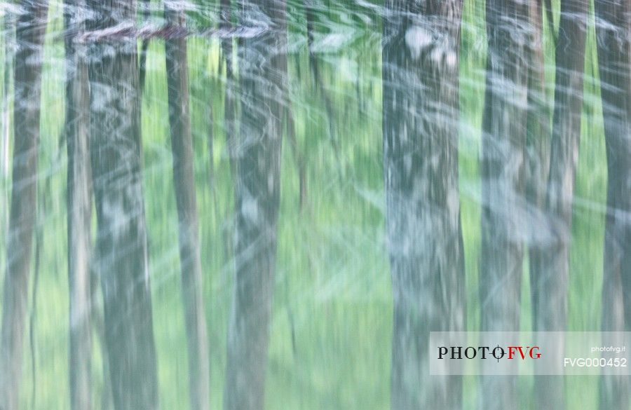 Trees reflected in flooded Lake Meluzzo