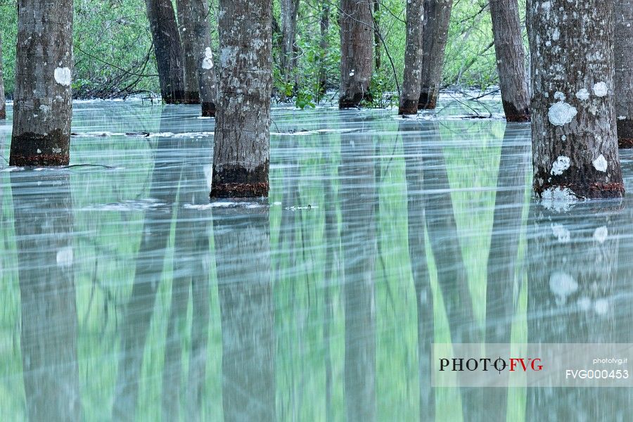 Trees reflected in flooded Lake Meluzzo