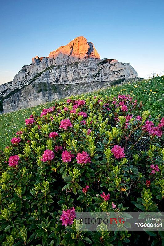 Buscada Mount and Rhododendrons at sunrise