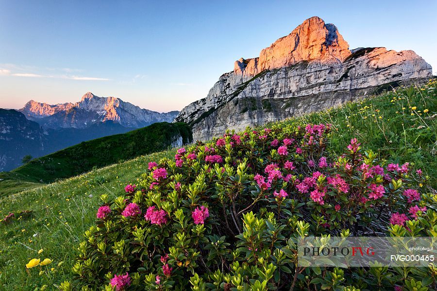 Buscada Mount and Rhododendrons at sunrise