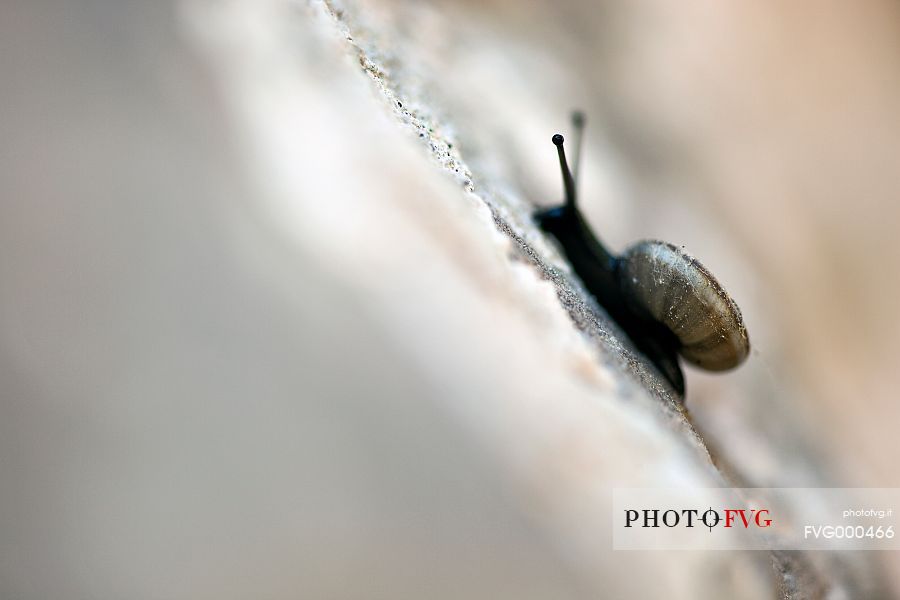Snail on a damp wall