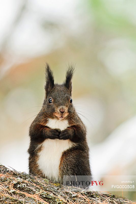 Portrait of Red squirrel, Sciurus vulgaris