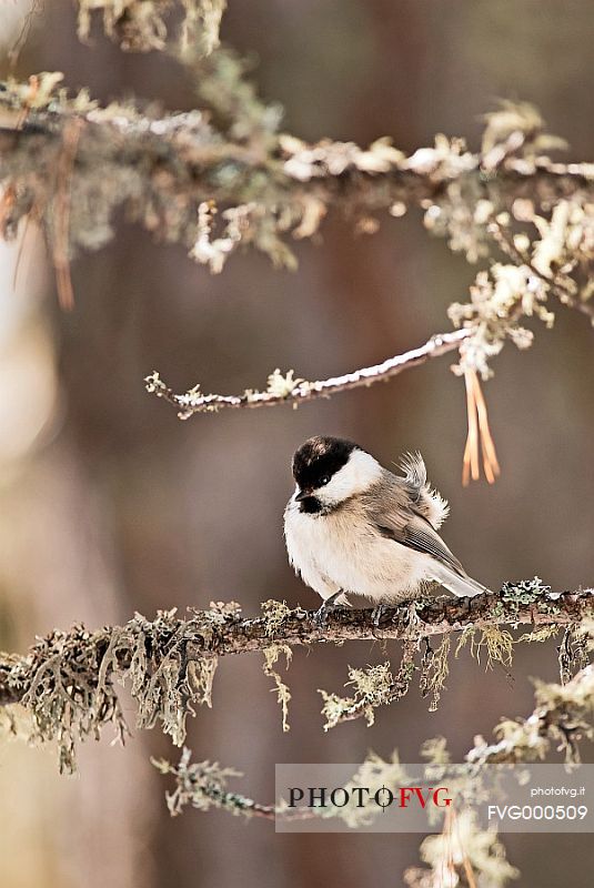 Willow tit (Parus montanus)