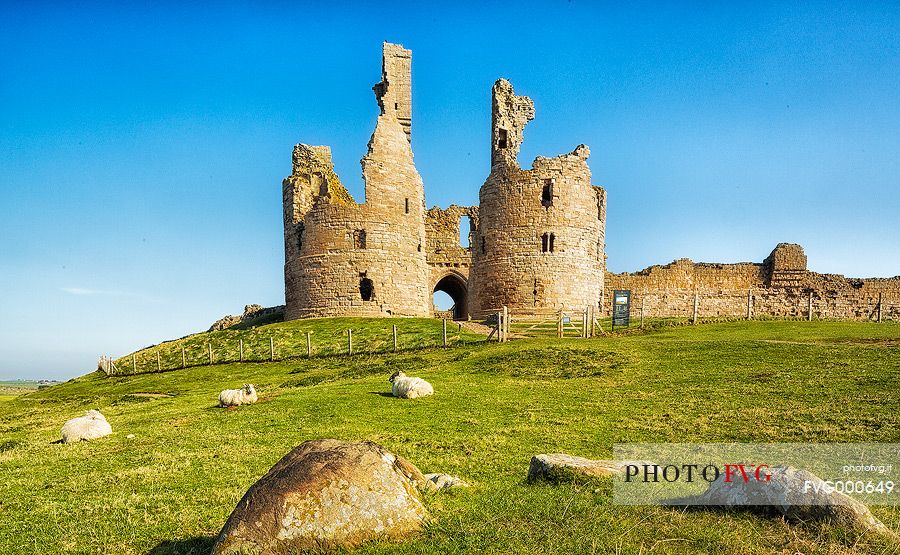 Dunstanburgh Castle and sheeps