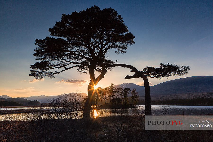 Two scots pines at sunset at Loch Tulla, Inveroran