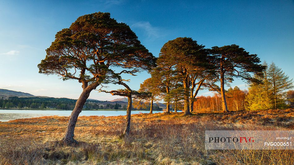 Two scots pines at sunset at Loch Tulla, Inveroran