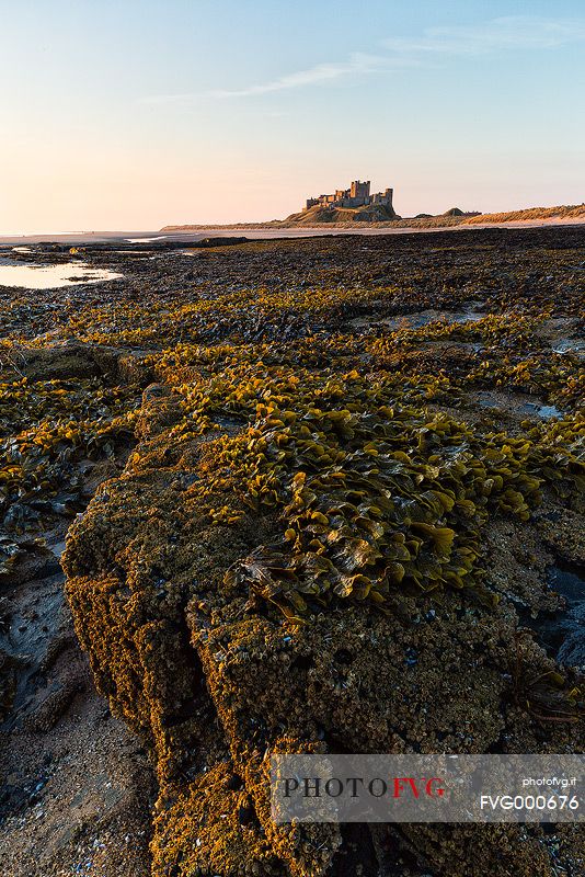 Bamburgh castle at dawn