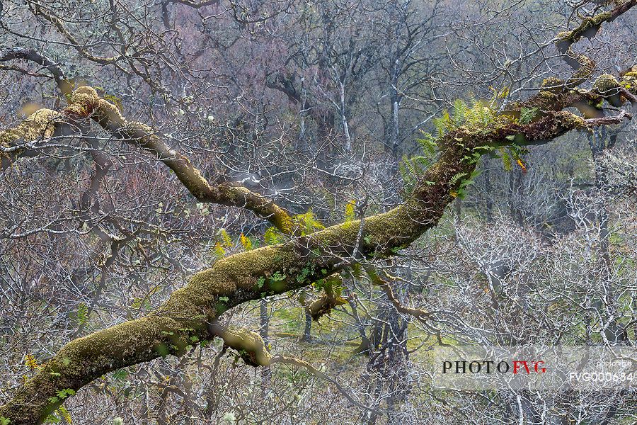 Lichens and mosses in a wood near Loch Torridon 