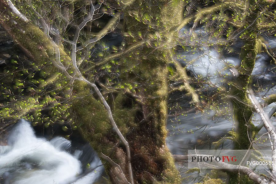 Lichens and mosses in a wood near Loch Torridon; in the background the river